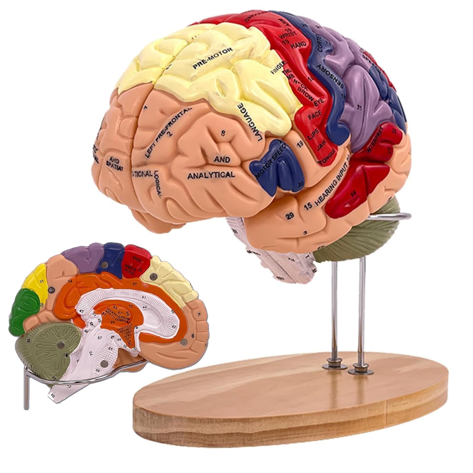 SOEPOTIX Human Brain Model Anatomy, 2X Life Size Human Brain